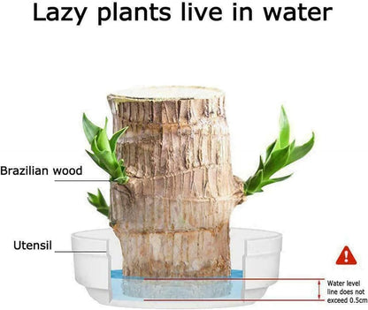 LuckyLeaf™ Hydroponic Plant